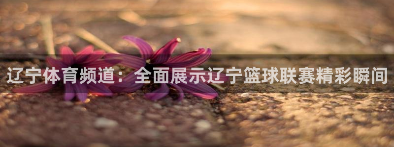 乐球足球直播：辽宁体育频道：全面展示辽宁篮球联赛精彩瞬间