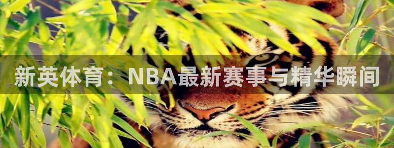乐球直播高清版：新英体育：NBA最新赛事与精华瞬间