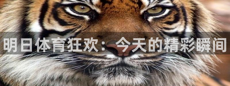 乐球在线直播：明日体育狂欢：今天的精彩瞬间
